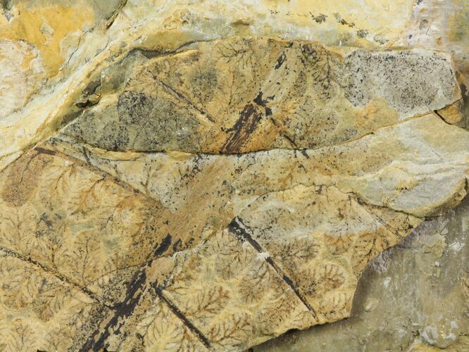 Pennsylvanian Fern (Pecopteris) Fossil - Kinney Quarry, NM #80440